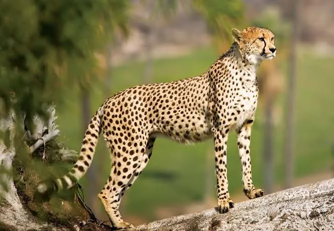 Cheetah (Acinonyx jubatus)