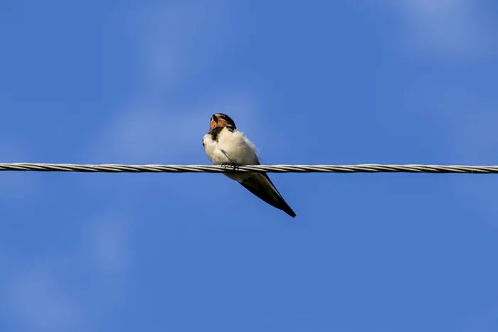 Seekor burung hinggap dikabel listrik
