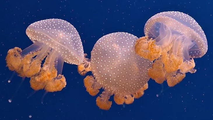 Jellyfish Atau Ubur Ubur