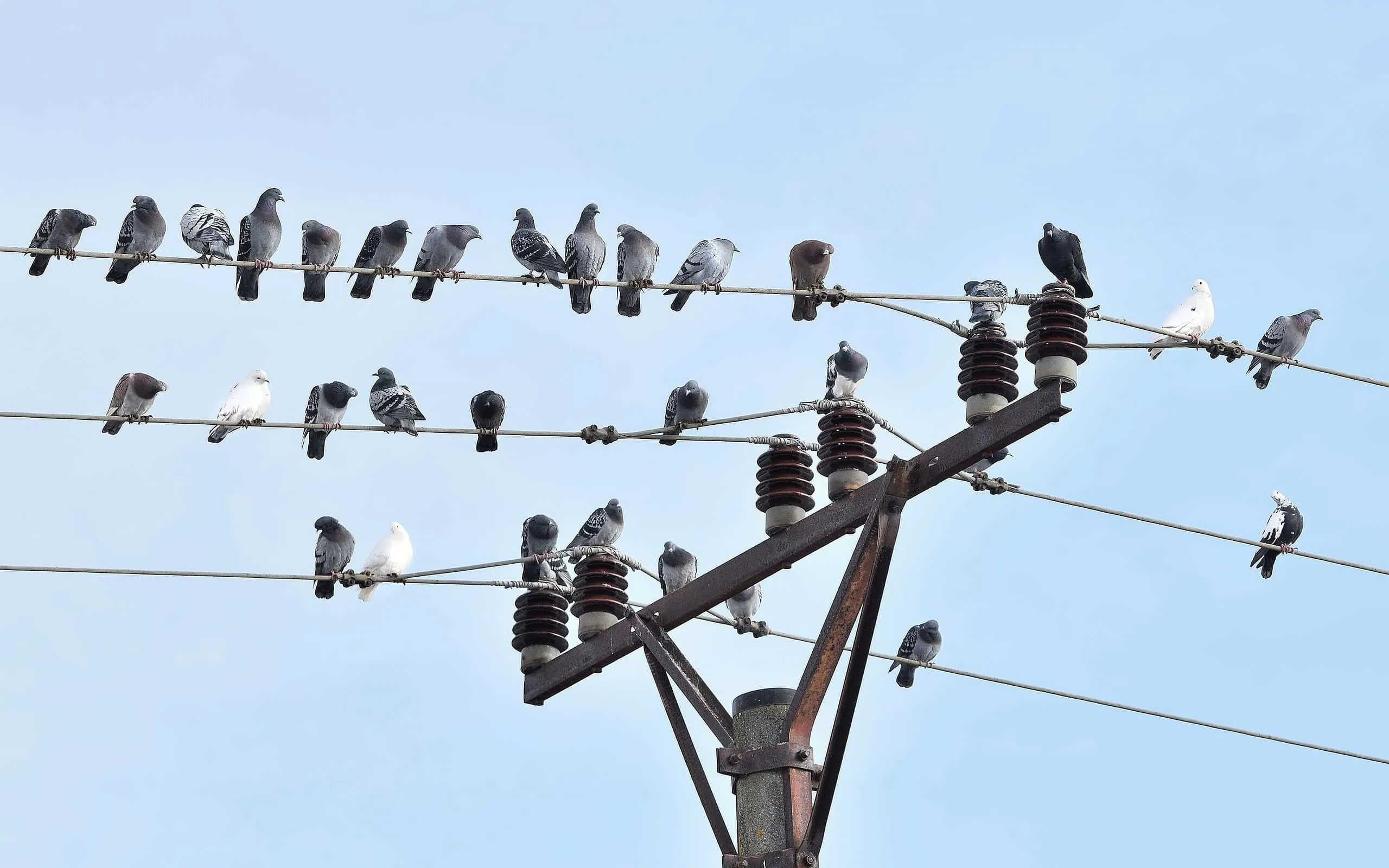 Sekelompok burung hinggap di kabel listrik