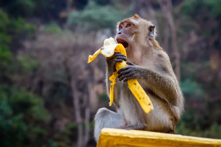 Monyet makan pisang
