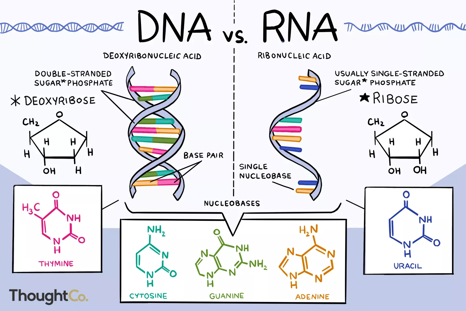 Diagram perbedaan DNA dan RNA