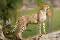 Ternyata Cheetah Bukan Hewan Buas