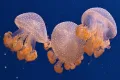 Turritopsis dohrnii: Ubur-Ubur yang Bisa Hidup Selamanya