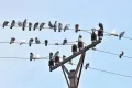 Mengapa Burung Tidak Tersengat Listrik di Kabel?