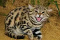 Black-footed: kucing kecil paling mematikan di Dunia