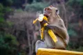 Trik Kupas Pisang Ala Monyet: Lebih Praktis, Lebih Bersih